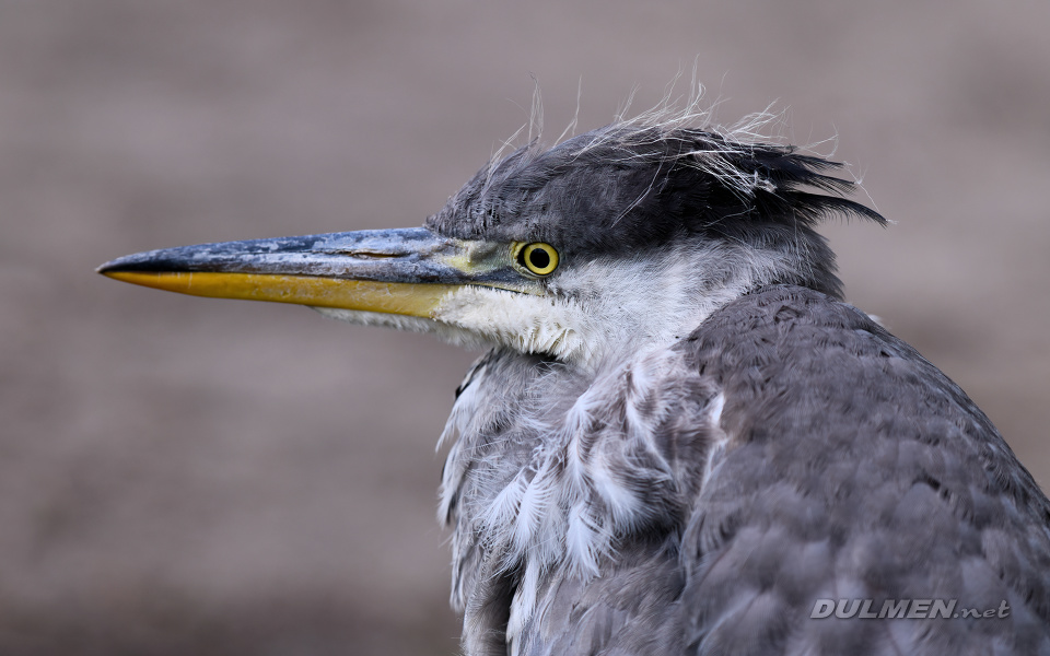 Grey Heron (juvenile, Ardea cinerea)
